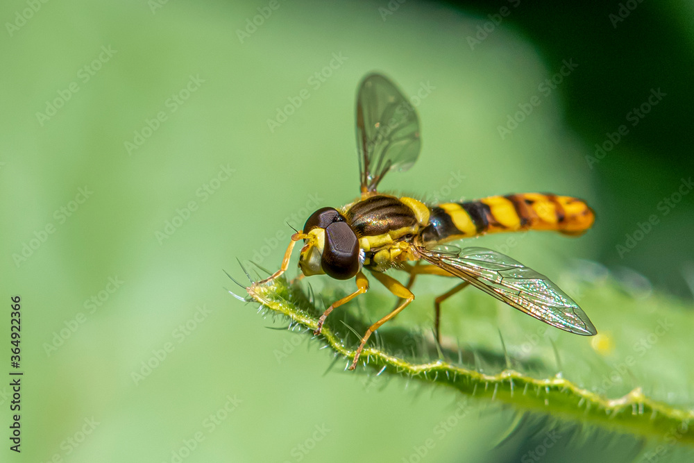 A Marmalade hoverfly (Episyrphus balteatus) sits on a flower and sucks nectar. A Marmalade hoverfly (Episyrphus balteatus) sits on a flower and sucks nectar.