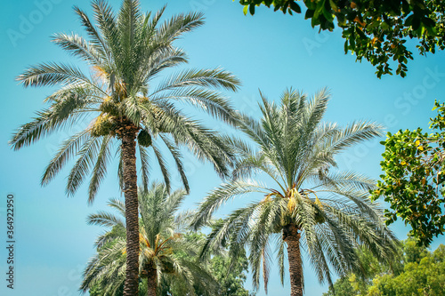 Date palm trees around the Sea of Galilee