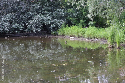  The green banks of the river are beautiful on a summer day