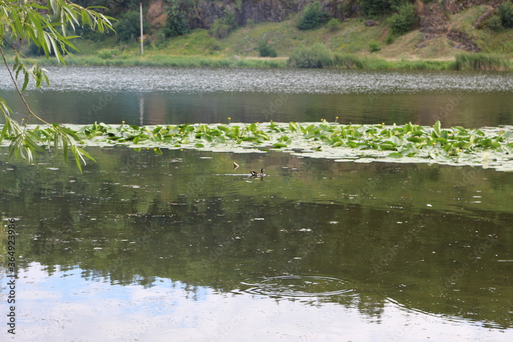 The green banks of the river are beautiful on a summer day
The green banks of the river are beautiful on a summer day