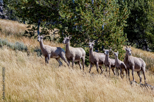 Bighorn  Ovis canadensis  in Yellowstone National Park  USA