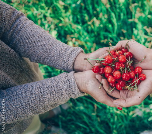 organic red cherries in hands.  © Erika