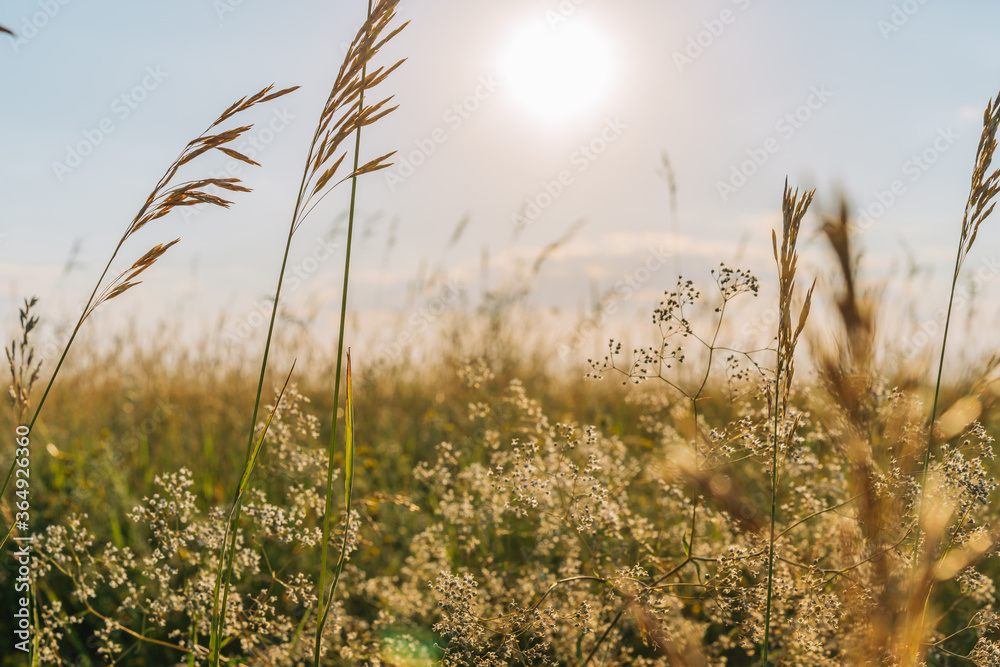 Fototapeta premium Natural landscape against the sun with wild flowers and grass and horizon line