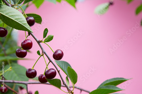 cherry berries on branches on a pink background. opy space. summer flat lay photo