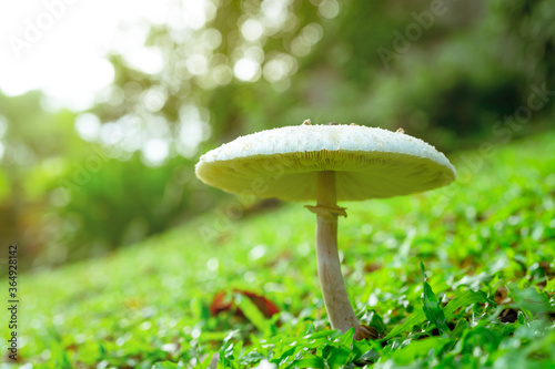 Selective focus on white toxic mushroom on green grass. Toadstool at lawn of park on blurred bokeh background. Poison mushroom with morning sunlight in the garden. Toxic food from nature. Fungus.