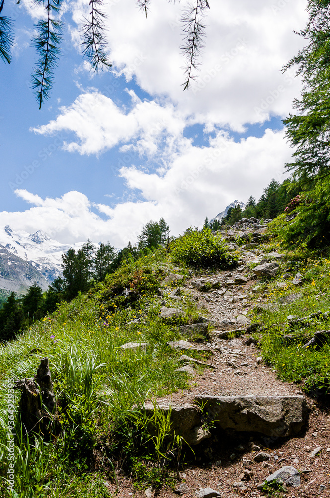 Val Roseg, Piz Roseg, Ova da Roseg, Rosegbach, Rosegtal,  Hochtal, Wanderweg, Alpenrose, Berninagruppe, Bernina, Oberengadin, Murtèl, Corvatsch, Fuorcla Surlej, Alpen, Sommer, Graubünden, Schweiz