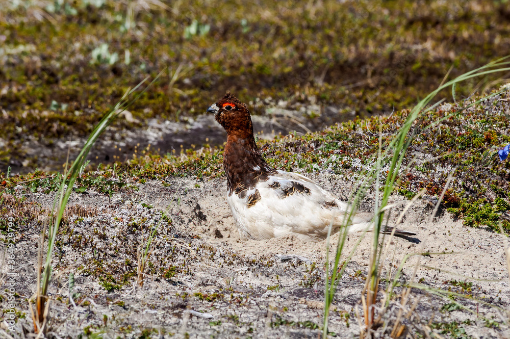 Obraz premium Molting male of Willow Ptarmigan (Lagopus lagopus) in Barents Sea coastal area, Russia