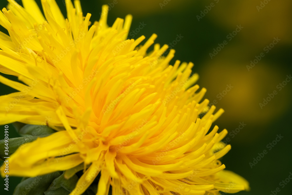 meadow with dandelions on a sunny day. dandelions in spring. flowering dandelions closeup. meadow with dandelions on a sunny day. dandelions in spring. flowering dandelions closeup.