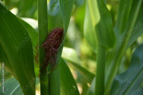 Small Corncob photo