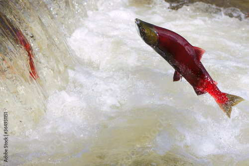 Sockeye Salmon leaping over waterfall. ( Oncorhynchus nerka )