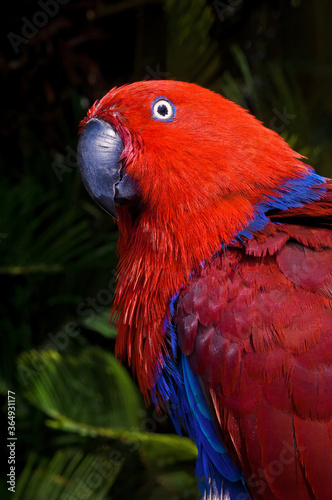 Eclectus Parrot (Eclectus roratus) female © Nick Taurus