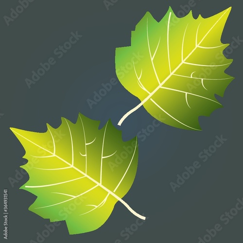 aspen leaf