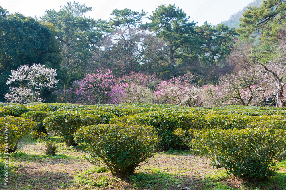Tea plantation at Ritsurin Garden in Takamatsu, Kagawa, Japan. Ritsurin Garden is one of the most famous historical gardens in Japan.