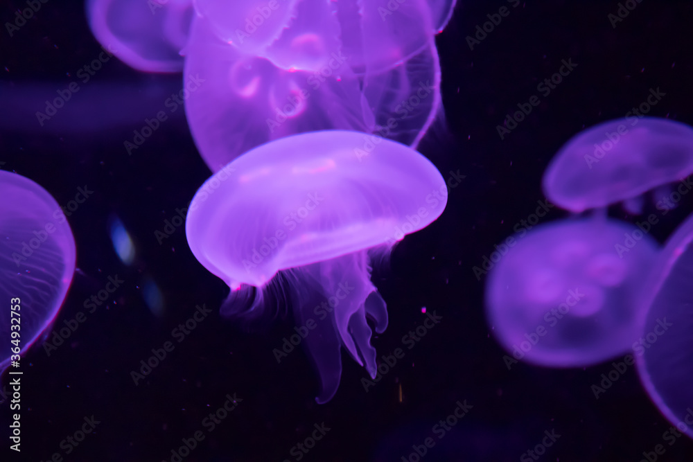 Quallen in pink leuchtend Faszination unter Wasser Quallen in pink leuchtend Faszination unter Wasser