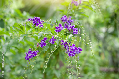 Bright purple Sky flower, Golden dew drop, Pigeon berry or Duranta bloom white sunlight in the garden.