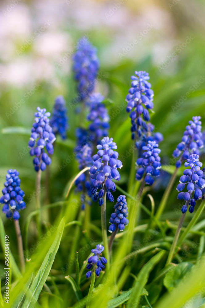 blue flowers in the garden blue flowers in the garden