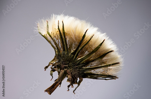 Herbarium of dandelion. Dried blooming flower. White fluff and dandelion seeds close-up. photo