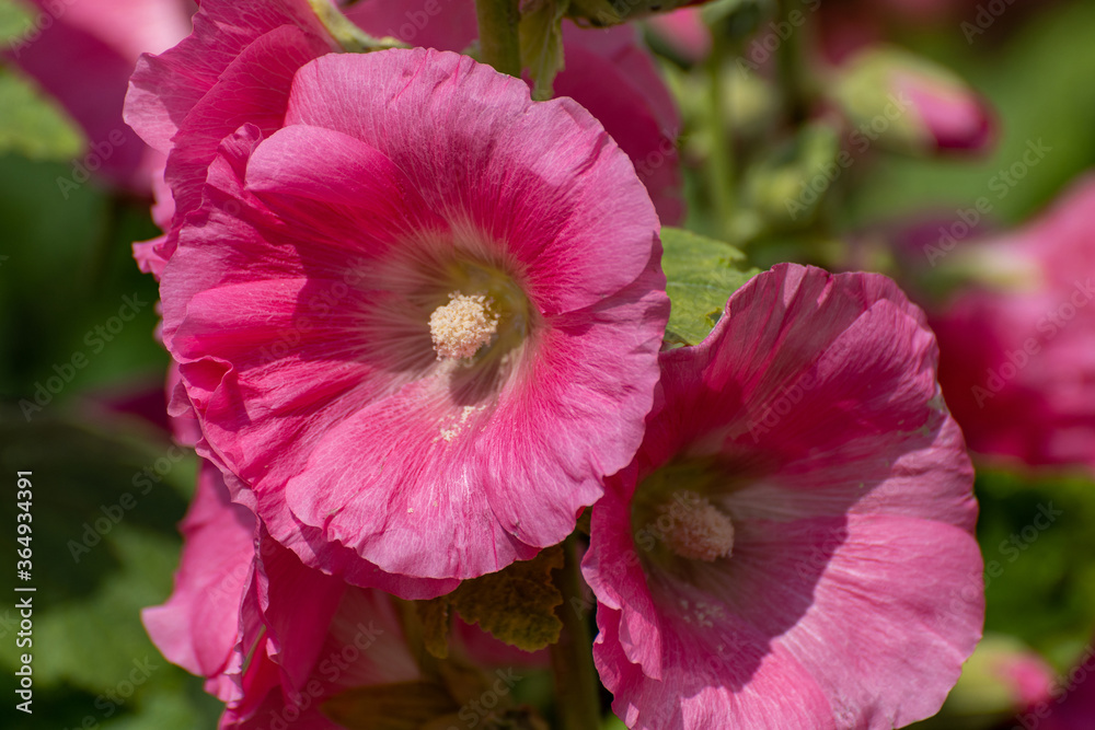 Naklejka premium The Beautiful pink decorative mallow is closeup