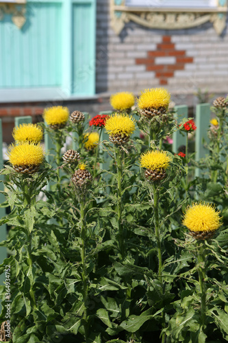 Centaurea macrocephala, plant in aster family, Asteraceae, member of thistle tribe, Cynareae (bighead knapweed, big yellow centaurea, lemon fluff, bachelor's button, hardhat, Armenian basketflower) photo