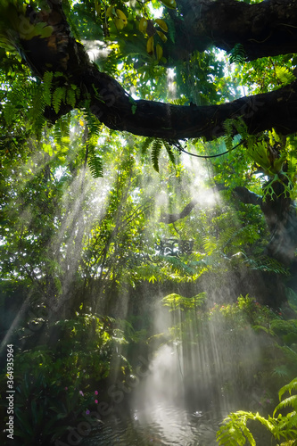 Fototapeta Naklejka Na Ścianę i Meble -  Vertical image of Tropical jungle with river and sun beam and foggy in the garden.