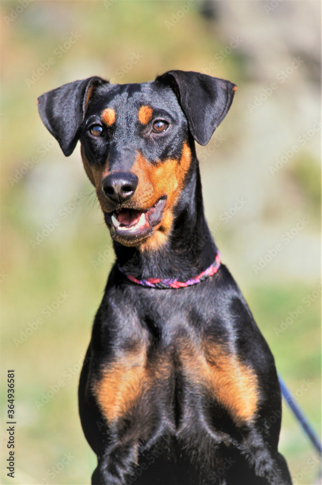 Portrait of an German Pinscher Dog alert.