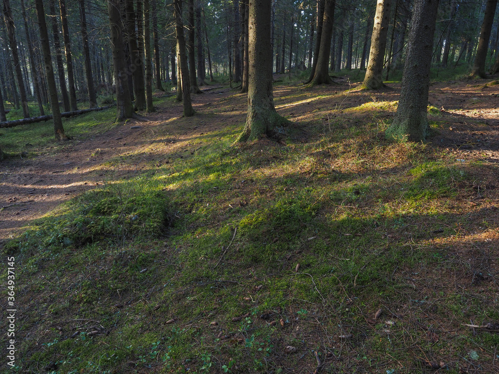 Obraz premium spruce trees in the forest at sunset