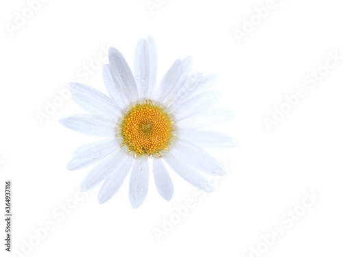 daisy flower on a white background © enskanto