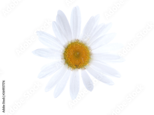 daisy flower on a white background