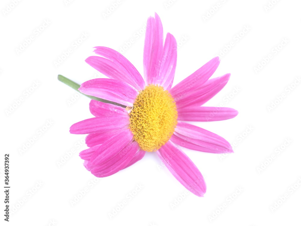 pink daisy on a white background