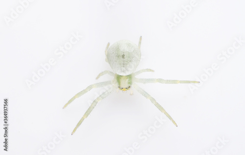 green spider on a white background
