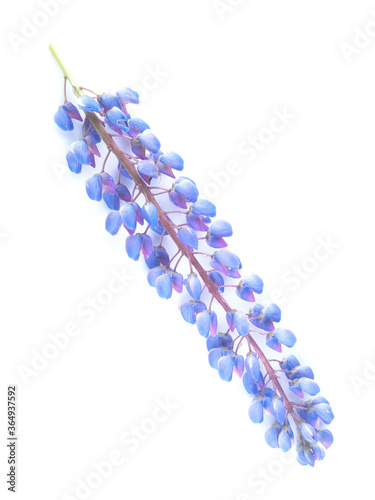 blue lupine flowers on a white background