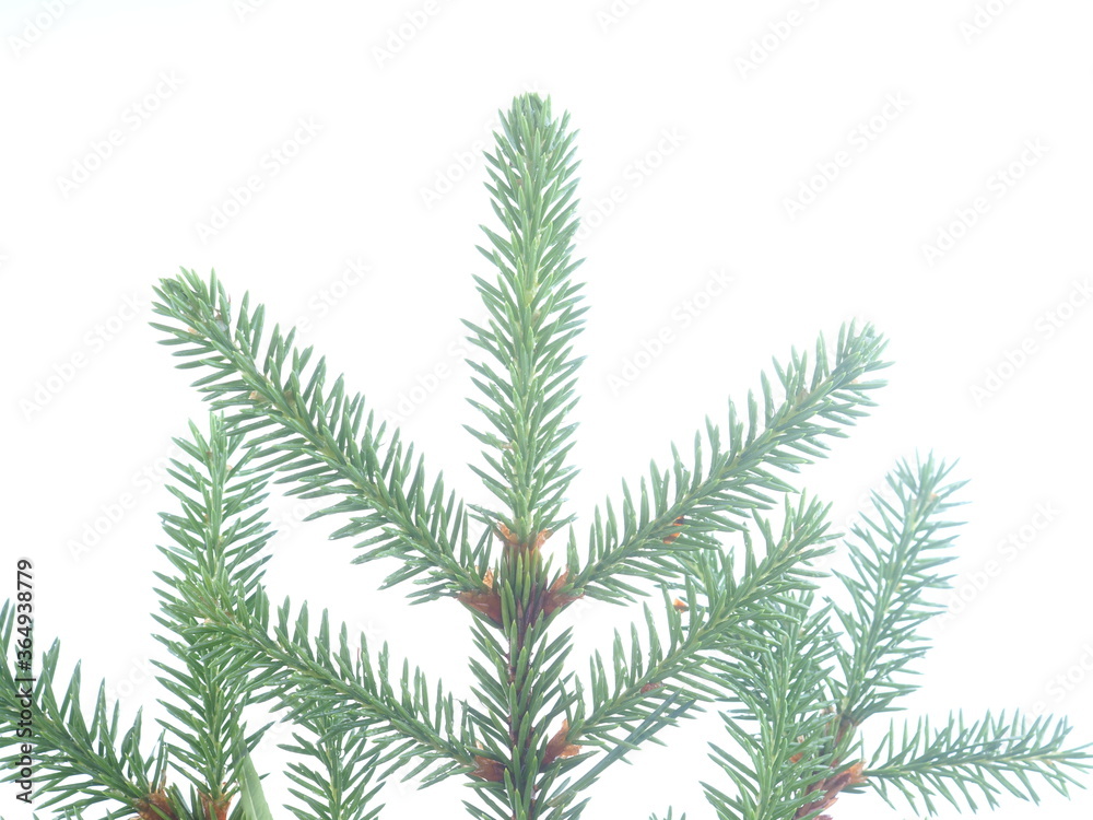 spruce branch on a white background spruce branch on a white background