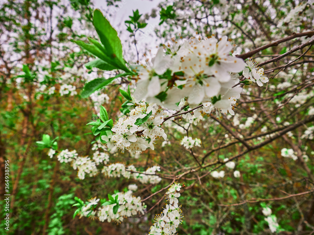 Spring cherry white flowers on a branch. Sunny april day Spring cherry white flowers on a branch. Sunny april day