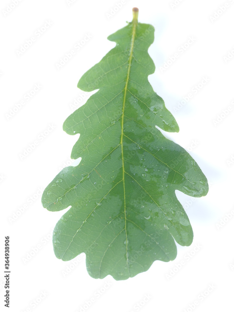 oak leaf on a white background oak leaf on a white background