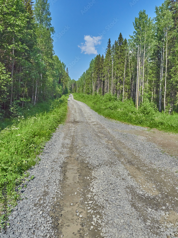 road in the forest. summer