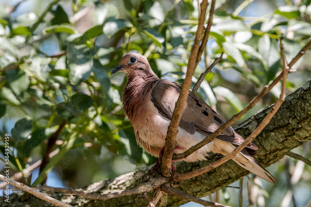 Fototapeta premium Eared Dove (Zenaida auriculata) in park, Buenos Aires, Argentina