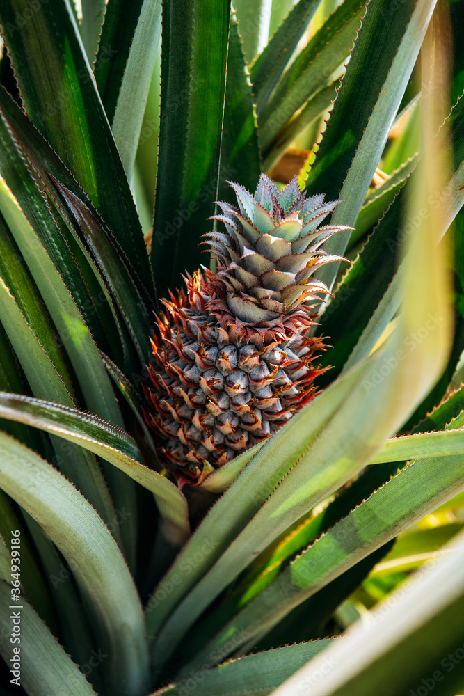 Obraz premium Rape pineapple closeup on the plantation. Pineapple plantation in Kerala, India