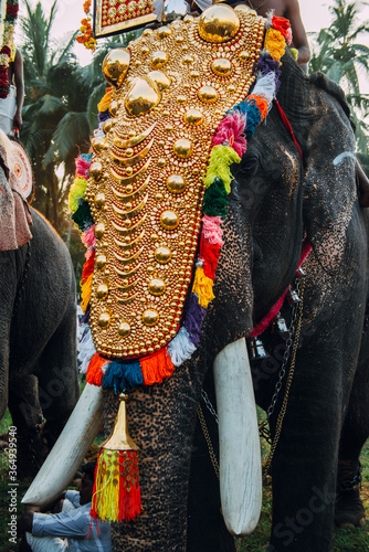Kerala, India - February, 2016: Decorated elephant in India during Thrissur elephant festival