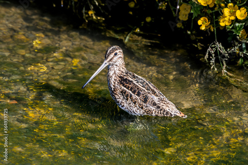 South American Snipe (Gallinago paraguaiae) in Ushuaia area, Land of Fire (Tierra del Fuego), Argentina photo