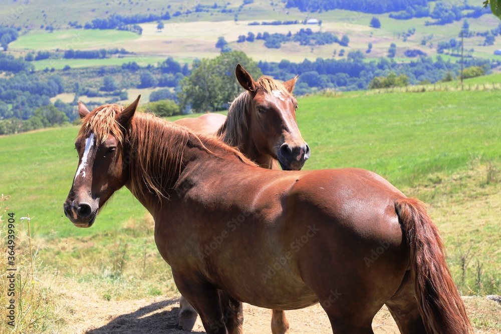 Fototapeta premium Chevaux au pré