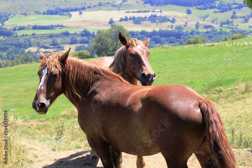 Chevaux au pr  