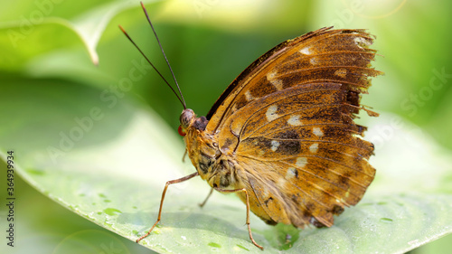Photography brown damaged butterfly resting on a leaf, macro photography of this delicate Lepidoptera in the Thai tropical jungle