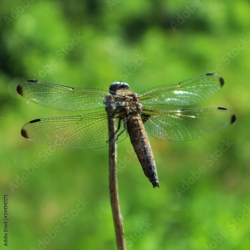 The dragonfly is sitting on a broken branch   © Grzegorz Sulkowski