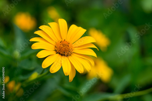 Yellow field calendula flower, shot on a green background. Coreopsis auriculata.