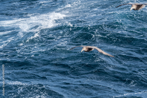 Southern Giant Petrel (Macronectes giganteus) in South Atlantic Ocean, Southern Ocean, Antarctica