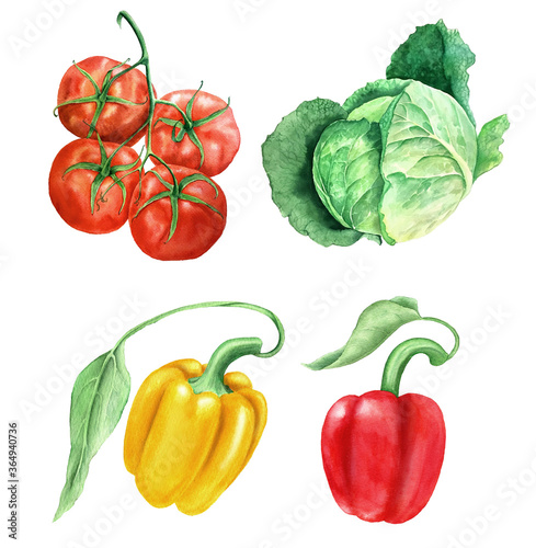 Watercolor vegetables vintage watercolor botanical illustration. Collection of tomatoes, green cabbage, yellow and red paprikas isolated on a white background