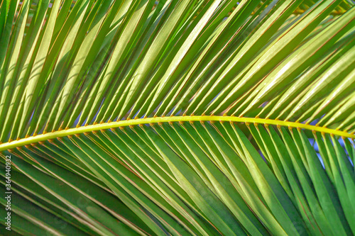 Green large palm leaves in the sun. Warm summer  vacation  tropic