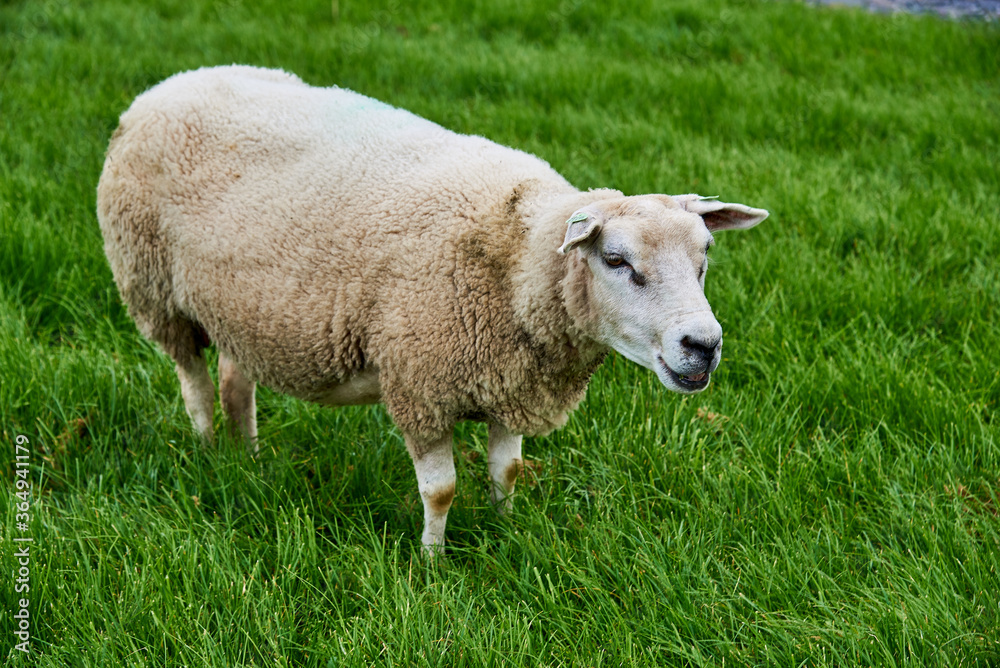 Ein Schaf auf dem Deich bei Makkum am Ijsselmeer in den Niederlanden Ein Schaf auf dem Deich bei Makkum am Ijsselmeer in den Niederlanden