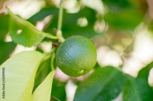 green lemon tree