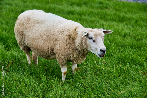 Ein Schaf auf dem Deich bei Makkum am Ijsselmeer in den Niederlanden